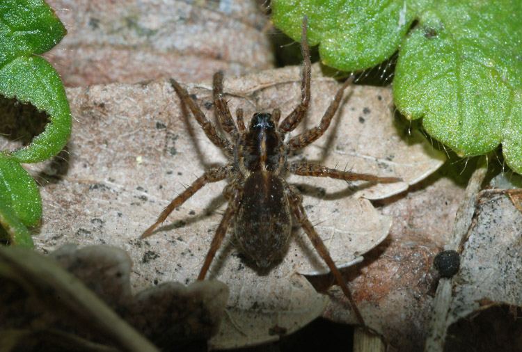 Pardosa sp. e ragnetto da identificare